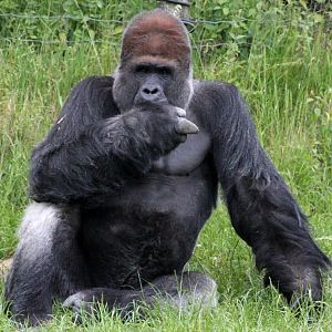 Givskud Zoo - Lowland gorilla