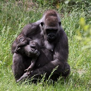 Givskud Zoo - Lowland gorilla with young