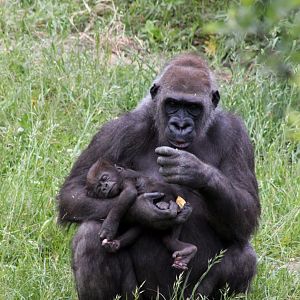 Givskud Zoo - Lowland gorilla with young
