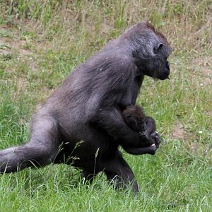 Givskud Zoo - Lowland gorilla with young