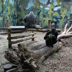 Givskud Zoo - Gorilla Exhibit (House)