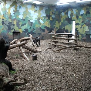 Givskud Zoo - Gorilla Exhibit (House)