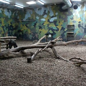 Givskud Zoo - Gorilla Exhibit (House)