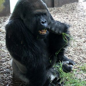 Givskud Zoo - Lowland gorilla