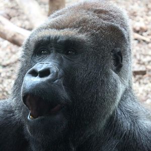 Givskud Zoo - Lowland gorilla