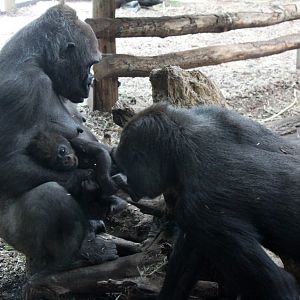 Givskud Zoo - Lowland gorillas
