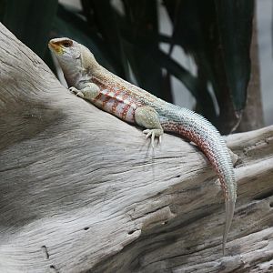 Unknown lizard from Terrarium in Tiergarten Schonbrunn