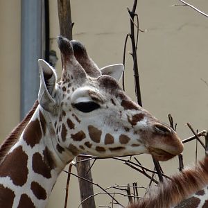 Giraffa camelopardalis reticulata