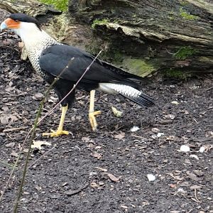 Polyborus plancus cheriway