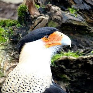 Polyborus plancus cheriway