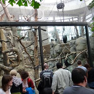 Paddock of Nomascus leucogenys