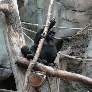 Gorilla gorilla gorilla