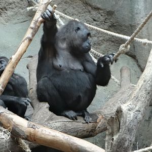 Gorilla gorilla gorilla