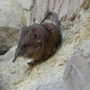 Macroscelides proboscideus