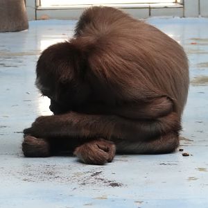 Ateles belzebuth hybridus