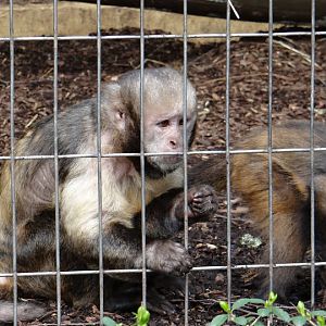 Cebus apella xanthosternos