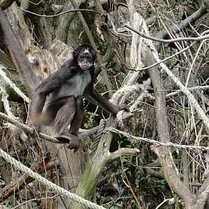 Atelles belzebuth hybridus