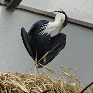 Egretta picata