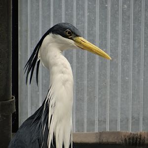 Egretta picata