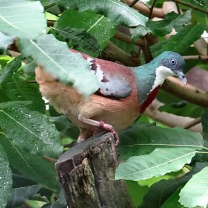 Gallicolumba criniger