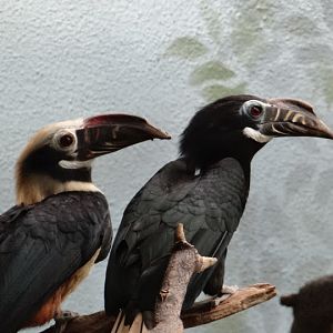 Penelopides panini panini