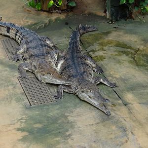 Crocodylus johnsoni