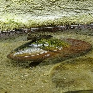 Periophthalmus novemradiatus