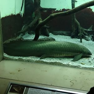 Neoceratodus forsteri