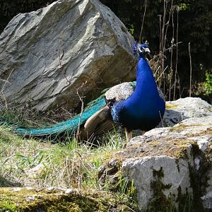 Pavo cristatus