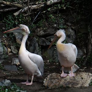 Pelecanus onocrotalus