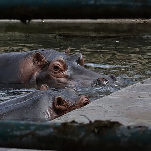 Hippopotamus amphibius