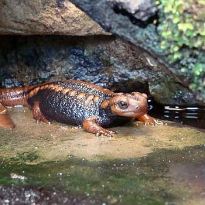 Tylototriton shanjing