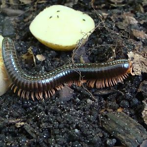 Spirostreptus giganteus