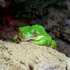 Litoria infrafrenata