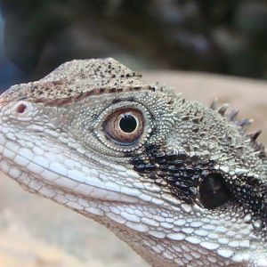 Physignathus lesueurii