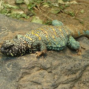 Uromastyx o.ornatus