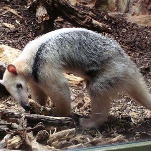Tamandua tetradactyla