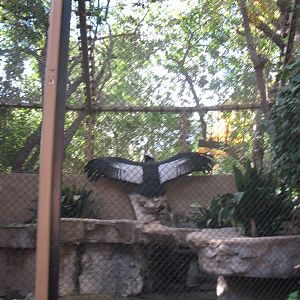 Andean Condor