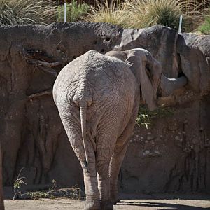 female bush elephant Lungile