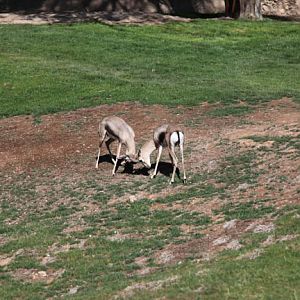 spekes gazelles sparring