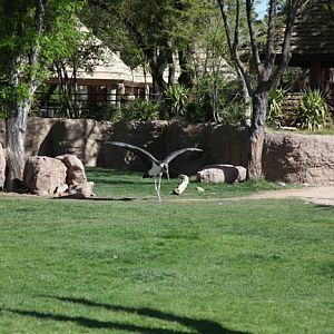 marabou stork in exhibit