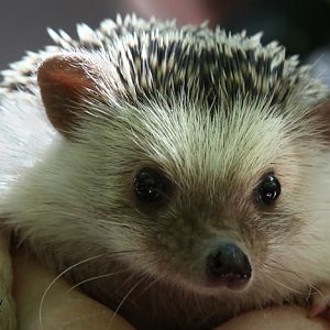 north african hedgehog