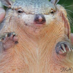 small hairy armadillo