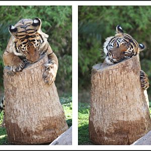 tiger enjoying scents