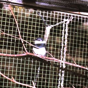 chestnut wattle-eye male