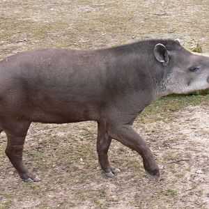 Brazilian Tapir at Blackpool Zoo, 08/04/13