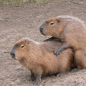 Capybara at Blackpool Zoo, 08/04/13