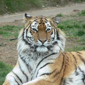 Amur Tiger at Blackpool Zoo, 08/04/13