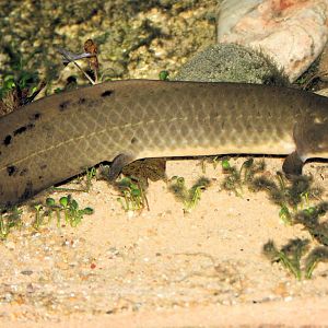 Australian lungfish; London Zoo; 14th April 2013