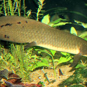 Australian lungfish; London Zoo; 14th April 2013